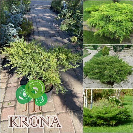 Саджанці купити Ялівець середній (Juniperus media) "Pfitzeriana Compacta"/контейнер C5 L