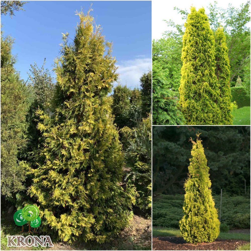 Саджанці купити Туя західна "Еллоу Ріббон" / (Thuja occidentalis) "Yellow Ribbon"/H 200-220 см/контейнер С 200 L