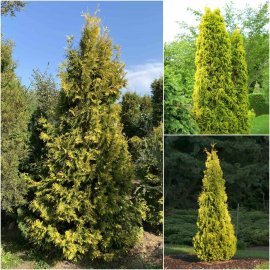 Туя західна "Еллоу Ріббон" / (Thuja occidentalis) "Yellow Ribbon"/H 200-220 см/контейнер С 200 L Туя західна "Еллоу Ріббон" / (Thuja occidentalis) "Yellow Ribbon"/H 200-220 см/контейнер С 200 L