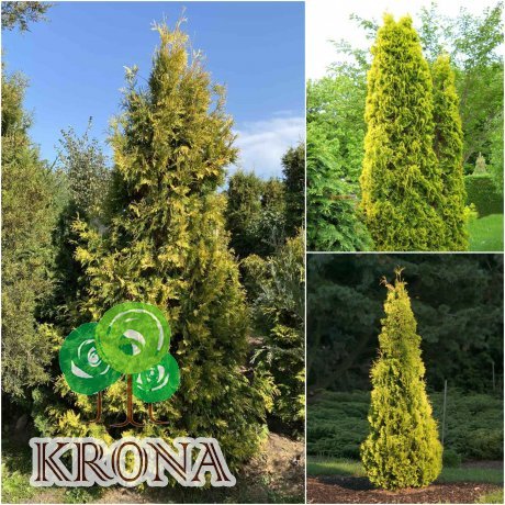 Саджанці купити Туя західна "Еллоу Ріббон" / (Thuja occidentalis) "Yellow Ribbon"/H 200-220 см/контейнер С 200 L