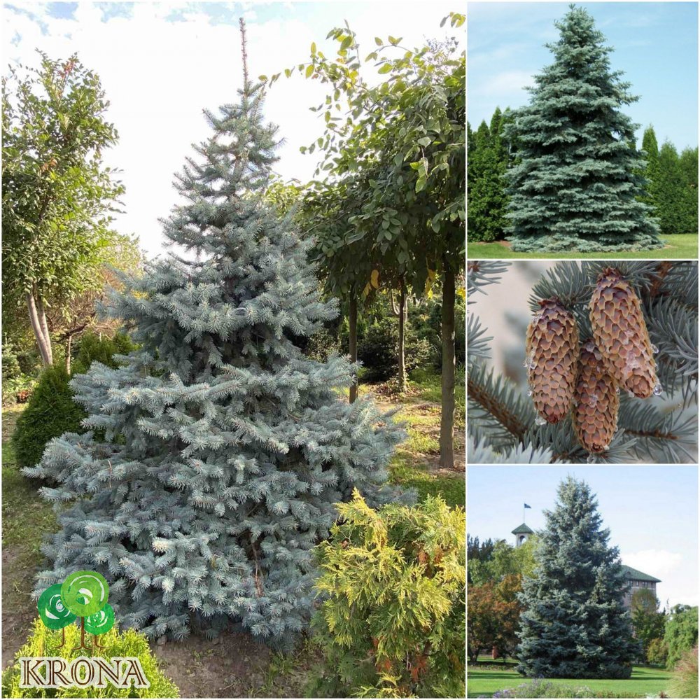 Саджанці купити Ялина колюча форма блакитна (Picea pungens f. glauca)/H 300-350+ см/ком