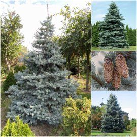 Ялина колюча форма блакитна (Picea pungens f. glauca)/H 300-350+ см/ком Ялина колюча форма блакитна (Picea pungens f. glauca)/H 300-350+ см/ком