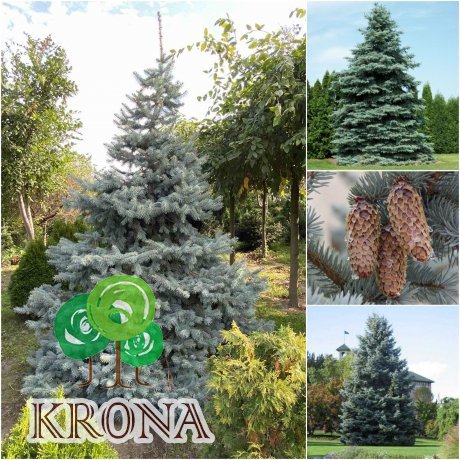 Саджанці купити Ялина колюча форма блакитна (Picea pungens f. glauca)/H 300-350+ см/ком