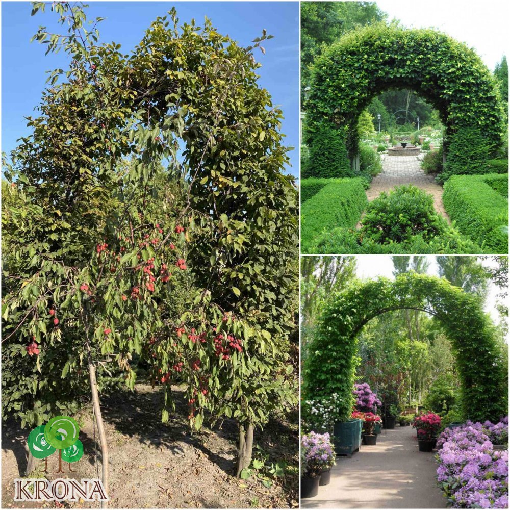 Саджанці купити Граб звичайний (Carpinus betulus) арка/кому