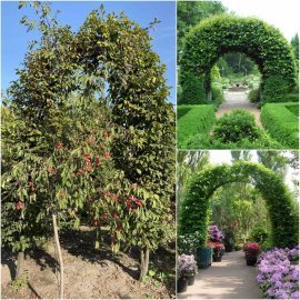 Граб звичайний (Carpinus betulus) арка/кому