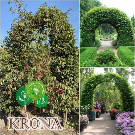 Саджанці купити Граб звичайний (Carpinus betulus) арка/кому