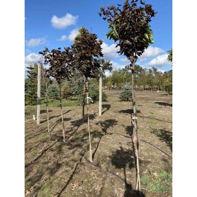 Саджанці купити Клен гостролистий (Acer platanoides) "Crimson King Globe" /Stam 140-160 см/контейнер С20 L