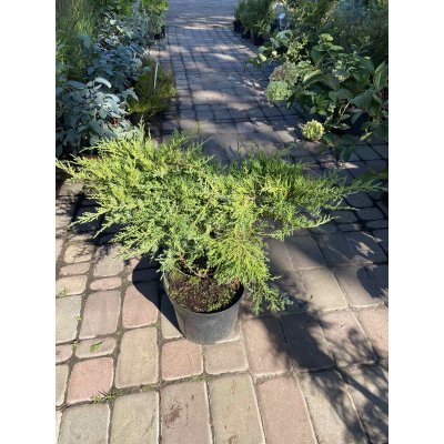 Саджанці купити Ялівець середній (Juniperus media) "Pfitzeriana Compacta"/контейнер C5 L