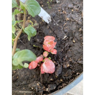Саджанці купити Айва середня / хеномелес середній (Chaenomeles superba) "Pink Trail" / контейнер С5 L