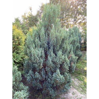 Саджанці купити Ялівець китайський (Juniperus chinensis) "Stricta" /Н 190 см/ кому