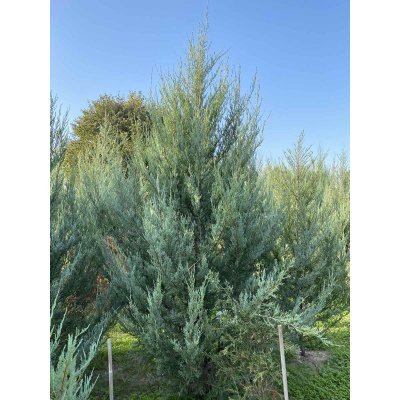 Саджанці купити Ялівець скельний (Juniperus scopulorum) "Skyrocket"/H 300 см/кому