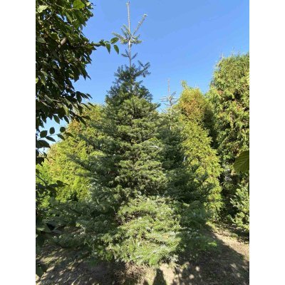 Саджанці купити Ялиця корейська (Abies koreana) / H 250 см / ком