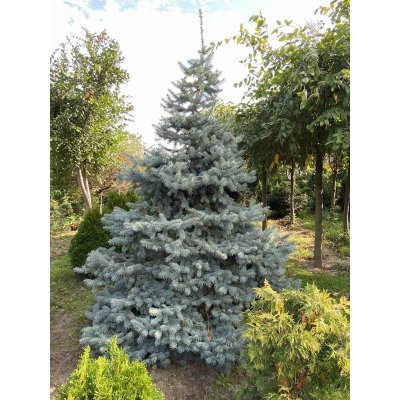 Саджанці купити Ялина колюча форма блакитна (Picea pungens f. glauca)/H 300-350+ см/ком