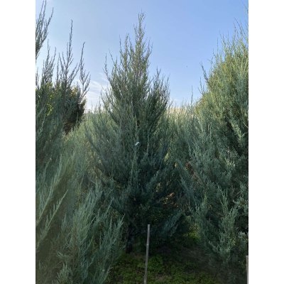 Саджанці купити Ялівець скельний (Juniperus scopulorum) "Skyrocket"/H 250 см/кому