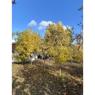 Саджанці купити Ясен золотистий (Fraxinus Golden) "Jaspidea" / Н 300+ см/кому