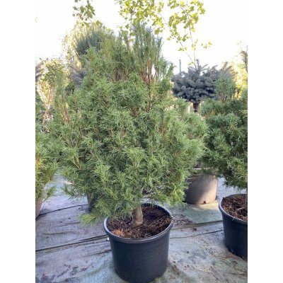 Саджанці купити Сосна веймутова (Pinus strobus) "Tiny Curls" /Н 110 см/контейнер