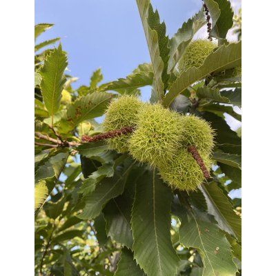 Саджанці купити Каштан їстівний (Castanea sativa) або Каштан посівний /Н 400-500 см/АЛЕ 18-20 см/ком