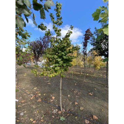 Саджанці купити Ліщина деревоподібна / Горіх ведмежий (Corylus colurna) / H 220-230 см / ком