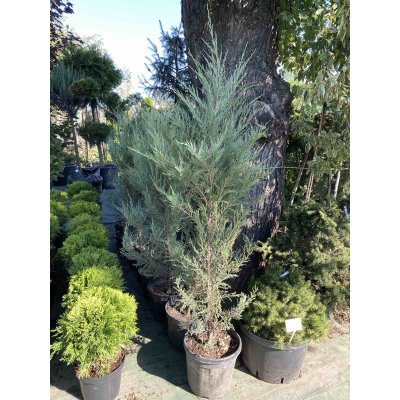 Саджанці купити Ялівець скельний (Juniperus scopulorum) "Blue Arrow"/Н 150-160 см/контейнер