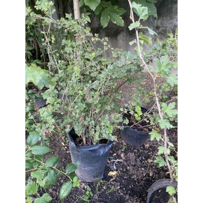 Саджанці купити Аґрус (Ribes uva-crispa) сорти/контейнер С7 L