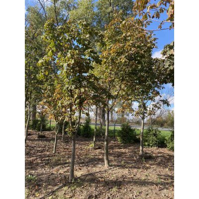 Саджанці купити Каштан кінський (Aesculus carnea) /Н 400-500 см/АЛЕ 27-40 см/ ком