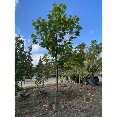Саджанці купити Платан кленолистий / H 400-450 см / АЛЕ 20-22 см / ком