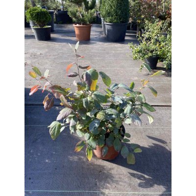 Саджанці купити Фотергілла Гардена (Fothergilla gardenii) "Blue Mist" /Н 30-40 см/контейнер С 7.5  L