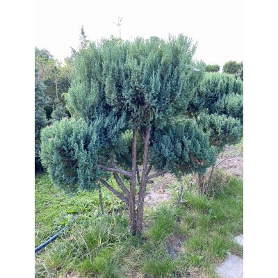 Саджанці купити Ялівець китайський (Juniperus chinensis) "Stricta" ниваки /Н 160 см/ ком