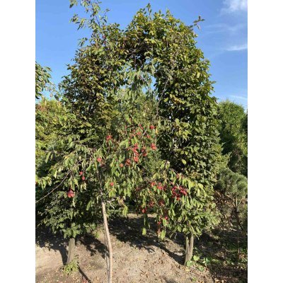 Саджанці купити Граб звичайний (Carpinus betulus) арка/кому