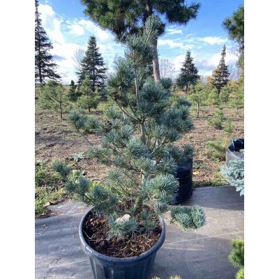 Саджанці купити Сосна дрібноквіткова (Pinus parviflora) "Negishi"/Н 120 см+/контейнер