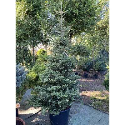 Саджанці купити Ялиця корейська (Abies koreanа) "Blauer Pfiff" / H 240 см / контейнер