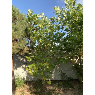 Саджанці купити Тюльпанове дерево (Liriodendron tulipifera) /Н 350+ см/АЛЕ 6-8см /ком
