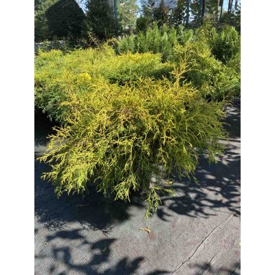 Саджанці купити Кипарисовик горохоплідний (Chamaecyparis pisifera) "Sungold" / контейнер C5 L