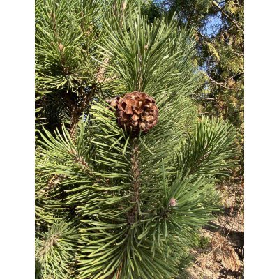 Саджанці купити Сосна гірська (Pinus mugo) "Mughus" ниваки/D 200 см/кому