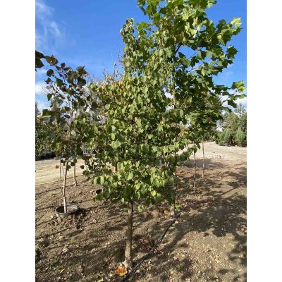 Саджанці купити Ліщина деревоподібна / Горіх ведмежий (Corylus colurna) / H 220-230 см / ком