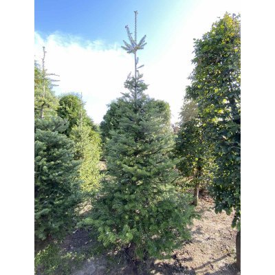 Саджанці купити Ялиця корейська (Abies koreana) / H 250 см / ком