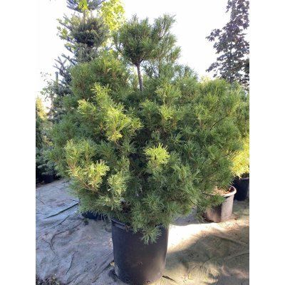 Саджанці купити Сосна веймутова (Pinus strobus) "Tiny Curls" /Н 130 см/контейнер