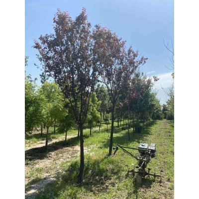 Саджанці купити Слива розчепірена (Prunus cerasifera) "Pissardii" /H 500 см/АЛЕ 22-24 см/ кому