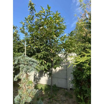 Саджанці купити Каштан їстівний (Castanea sativa) або Каштан посівний /Н 400-500 см/АЛЕ 18-20 см/ком