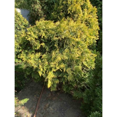 Саджанці купити Туя західна (Thuja occidentalis) "Yellow Ribbon"/H 110 см/D 90 см/кому