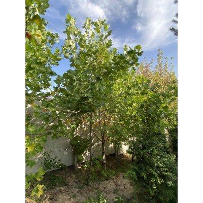 Саджанці купити Тюльпанове дерево (Liriodendron tulipifera) /Н 350+ см/АЛЕ 6-8см /ком