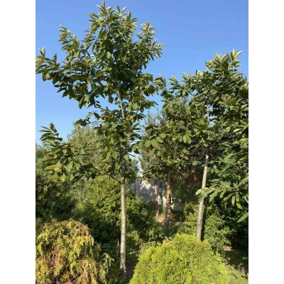 Саджанці купити Каштан їстівний (Castanea sativa) або Каштан посівний /Н 400-500 см/АЛЕ 18-20 см/ком