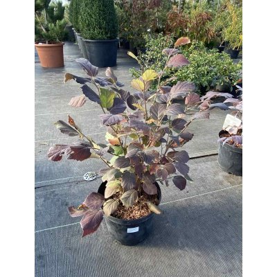 Саджанці купити Фотергіла середня (Fothergilla intermedia) "Red Licorice" /Н 60 см/ контейнер С7 L