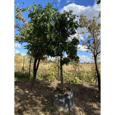 Саджанці купити Ясен звичайний (Fraxinus excelsior) "Pendula" / Stam160-190см / НО20-22см / контейнер
