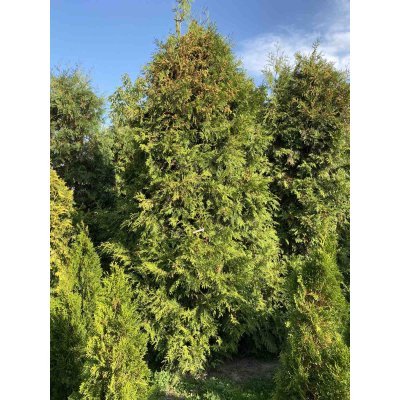 Саджанці купити Туя західна (Thuja occidentalis) "Brabant" /Н 250 см/ кому