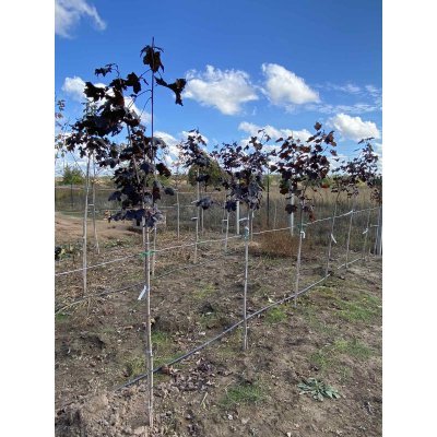 Саджанці купити Клен гостролистий (Acer platanoides) "Royal Red" /Stam 120-140/ кому