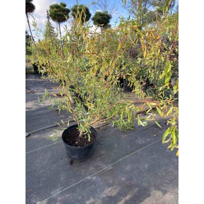Саджанці купити Верба Матсуди (Salix Matsudana) /Н 100-130 см/ контейнер