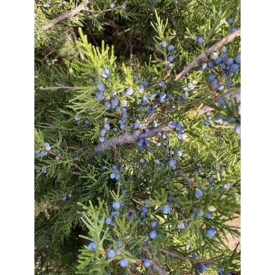 Саджанці купити Ялівець віргінський (Juniperus virginiana)/Н 250-300 см/кому