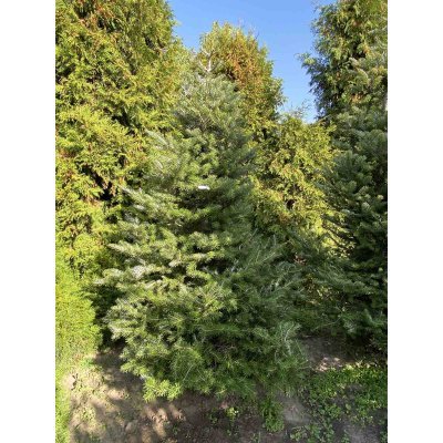 Саджанці купити Ялиця корейська (Abies koreana) / H 250 см / ком