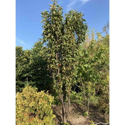 Саджанці купити Сакура (Prunus serrulata) "Amanogawa" /H 400+ см/НО 25-30 см/ ком
